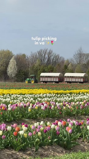 📍Nokesville, VA - The festival of spring is back at this slice of holland in va! 🌷Picking tulips by my lonesome 🥺 Tickets available March 30-April 19 2026. Footage taken 3/30/2026 (videos shot between 3:30pm-4:50pm). ‼️I’d wait a few days before going… only one small tulip field was blooming when I went, and it felt pretty underwhelming compared to past years (bare fields surrounding the miffy near end of video). Hopefully more bloom soon 😭 💰Tickets required! View their website for ticket i