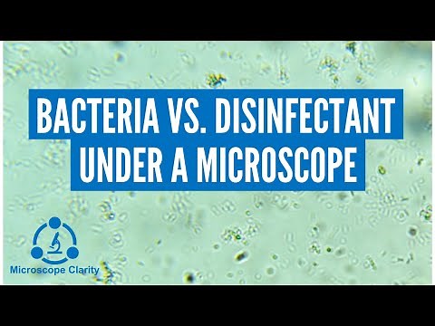 Bacteria vs. Disinfectant Under a Microscope
