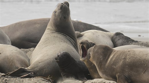 Elephant seals, nature’s heavyweights, haul out along the California coastline