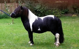 7 super-sweet Shetlands for sale this week *PICTURES* - Horse & Hound