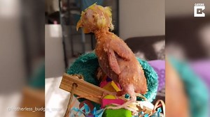Bald Budgie Lives Life To The Fullest