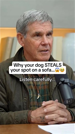 Understanding Why Dogs Steal Your Sofa Spot