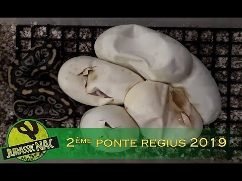 2ème ponte de Python regius 2019: "crystal" x "phantom yellow belly"