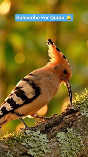 Hudhud Ki Mehnat 🐦✨ | From Nest to Love #surahkahaf