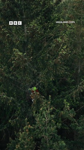 129K views · 875 reactions | "This is an unusual request" Wildlife Cop Dan Sutherland suspects a Goshawk nest has been shot at. Watch Highland Cops on BBC iPlayer. #HighlandCopsS3 | BBC Scotland | Facebook