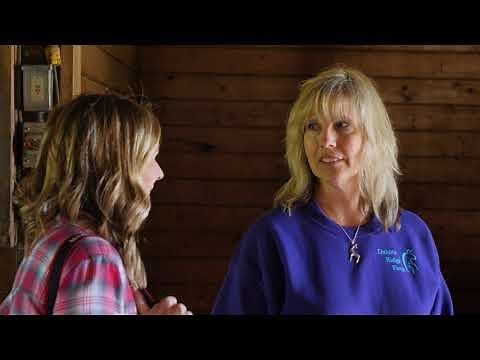Llamas Become Therapy Animals at Dakota Ridge Farm