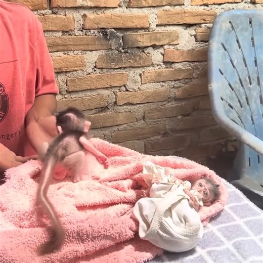 8.7K views · 111 reactions | Ruby went too far holding Scott's eyes while enjoying the ultraviolet light | Animal Home | Facebook