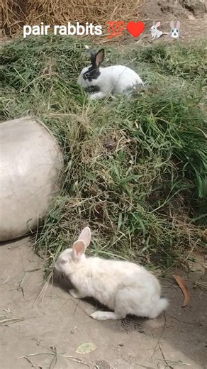 couple of rabbits 💯♥️🐇🐰 #trending #couple #rabbit #viral #rabbits #shortsfeed #shortvideo