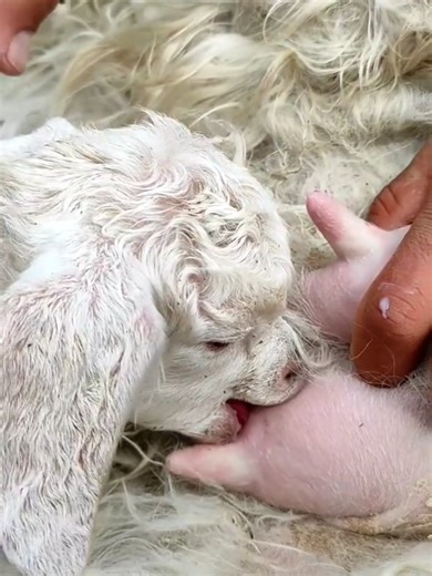 Newborn Baby Goat Discovery and Care