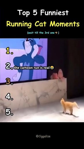 Top 5 Funniest Running Cat Moments #cat #funny #catlovers #cute #shorts