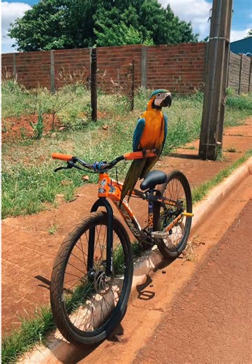 de arara é mais caro ta? 🤣🦜 . . . . . #fyp #hupinaja #foryou #hupi #bike