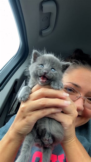 Watch her ZOOM up the stairs 😂 We spoke with Erin, Trinity's foster mom, about how this little kitten never let being a tripod stop her from racing around the house 🐾 Keep up with Erin and all her foster kitties on Instagram: thedo.do/emookitkats and TikTok: thedo.do/EmooKitKats | The Dodo