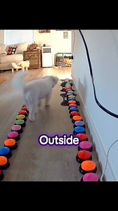 Left her alone for 5 minutes and she schedules her own potty break 😂🚪 #dogbuttons #talkingdog #dogcommunication #smartdog #dogtok | Shelly Smith