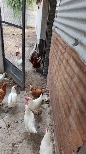 Despensa Joana on Reels