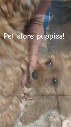 Puppies at the pet store! #dog #dogs #doggie #puppy #puppies #cavapoopuppy