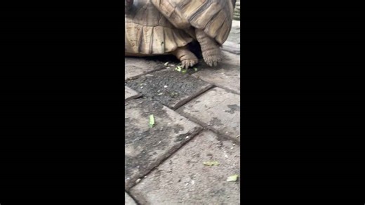 This is what a tortoise penetrating his mate looks like