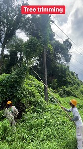 3K views · 45 reactions | Tree trimming | คนรักงาน PM ระบบไฟฟ้า | Facebook