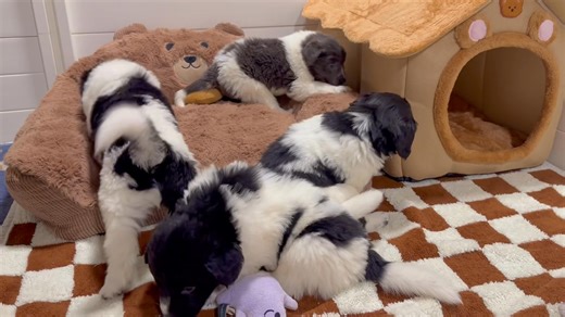 Sent to the dog house! 🤭 #Newfoundland #newfiepuppy #cutepuppyvideos #puppies #giantbreed #cute #puppylove #doglife #newfoundlanddog | Sweet Creek Pups