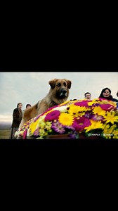 The Shepherd Dog barked at his owner's coffin and trampled the flowers. When the coffin was opened, the attendees were shocked. The day of the funeral had arrived, and the funeral procession moved slowly to the cemetery. Among those there was the officer's family, with whom he hadn't communicated in nearly five years. They had traveled from afar that morning. His colleagues, officers in rigid uniforms, had already gathered by the casket. The dog, a German Shepherd named Max, strolled next to the