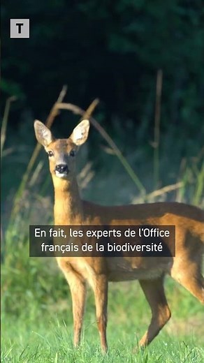 Il se passe quoi avec les chevreuils ivres ?