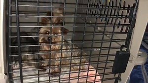 20K views · 1K reactions | There is a Yorkie-palooza on board the...