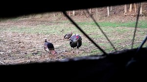 Tim Wells Bowhunter TV Spot, 'Turkeys'