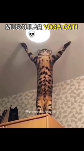 Muscular Yoga Cat! 🐱💪
