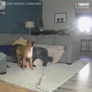 859K views · 7.3K reactions | This dog really ain't getting into the festive spirit.  | News.com.au | Facebook
