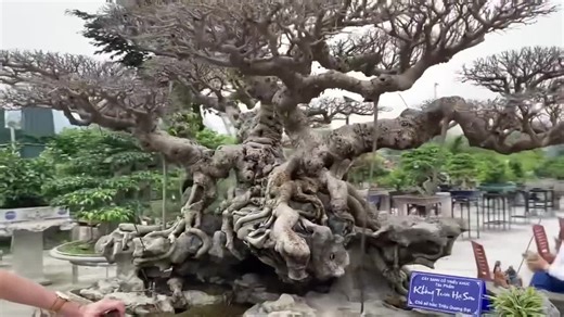 Hướng dẫn tạo hình cây Bonsai độc đáo