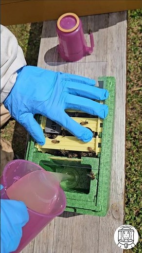 How to Make a Mini Mating Nuc for Queen Rearing | Step-by-Step Beekeeping Tutorial 🐝👑 #bee #queen