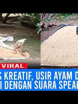 Kreatif, Warga Usir Ayam Saat Jemur Padi dengan Teriakan Dari Speaker.