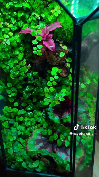 Ncypterrarium on TikTok