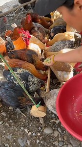 Error para que tú ave coma más de lo normal #aves #cuidadodeaves #avesdecorral #reelsviralシfb #viralreelsfacebook | plumitas coc