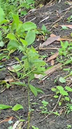 49K views · 792 reactions | Single mother asks grandparents to find a way to contact engineer about her pregnancy - ly tu tuc-009 | Vàng Ly | Facebook