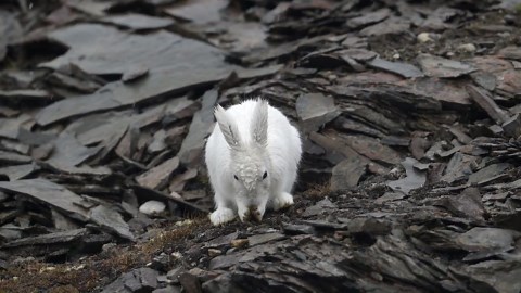 The Snowshoe Hare: Footage of the Large Rabbit With Color-Changing Fur