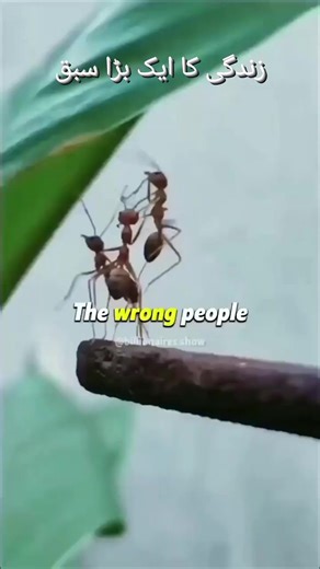 The wrong people always eaches you right lessons | Agrochem.pk