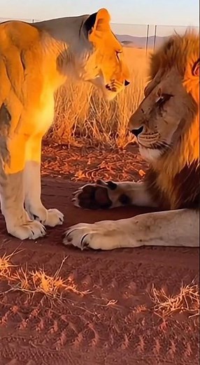 The Lion King Family #lion #lionking #wildlife #wildanimals