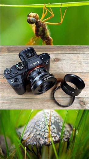 Using a Lensbaby Twist 28 with a Macro Tube #photography #macrophotography