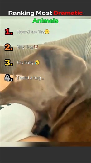 Ranking Most Dramatic Animals