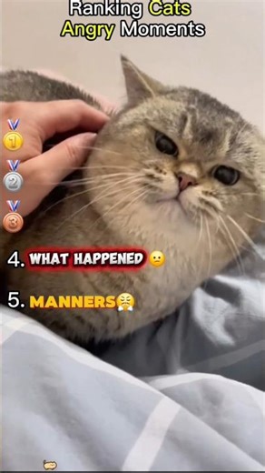 😹Angry Cats vs. Humans #shorts