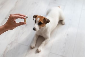How To Give Fish Oil To Dogs - Cuteness