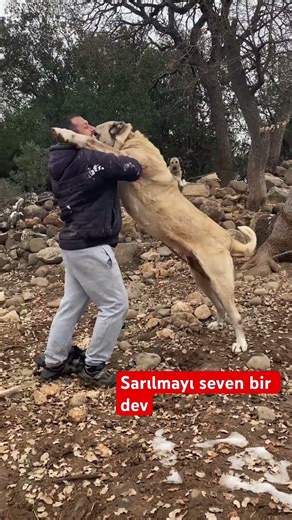 Sarılmayı seven bir dev #dog #kangal #köpek