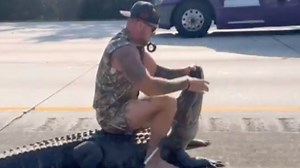 A barefoot man was captured wrestling a giant alligator on a highway in Florida.