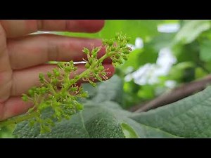 シャインマスカットの満開とは 2023