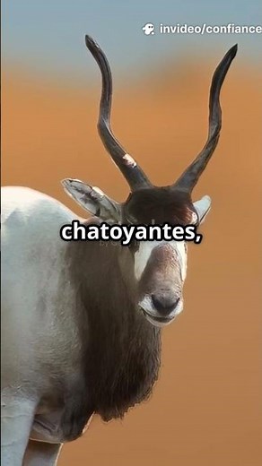 Addax: The desert antelope that defies the impossible