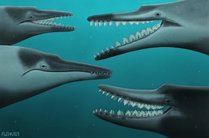 College of Charleston Researcher Uses New Fossils to Learn More About the Evolution of Baleen Whales