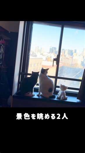 自分の名前を勘違いしてる姉妹猫😂 Sister Cats Confused About Their Names 😂🐱#cat#catlover#catvideos #猫#猫動画 #猫のいる暮らし