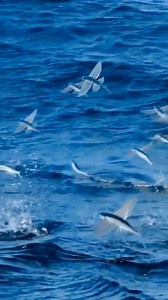 12K views · 192 reactions | Did you know flying fish can glide over 650 feet! 諾 ‎ ‎ These incredible fish use their fins like wings to escape predators, launching out of the water and gliding through the air. Some species can even reach speeds of up to 37 mph before taking flight! ‎ ‎ ‎ ‎ Video Credit: Qyuan | https://bit.ly/4g7o8vH ‎ ‎ #FlyingFish #SeaLife #OceanLife #UpUpAndAway | Grays Harbor Historical Seaport | Facebook