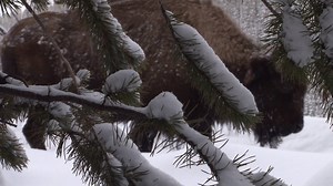 3.8K views · 6K reactions | How do bison stay warm during the winter?...