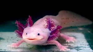 अजब गजब: इंसानों के कटे अंग उगा सकता है ये जीव! बस मिल जाए एक चीज तो हो जाएगा काम